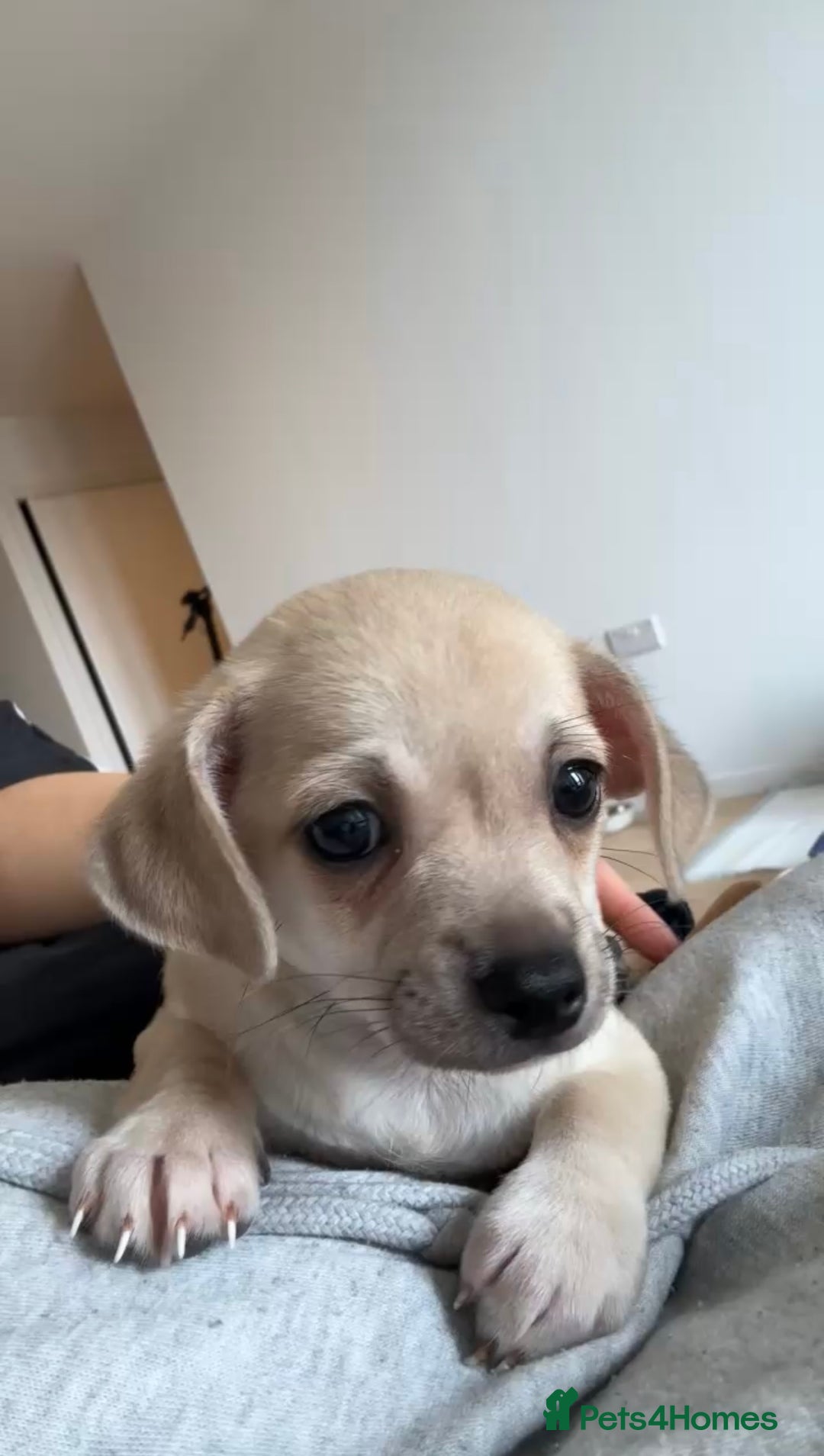 Mixed Breed dogs for sale: Adorable chihuahua cross shih tzu puppy male - Image 3