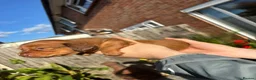 Miniature Dachshund dogs for sale: KC registered long haired Miniatures  - Advert 8