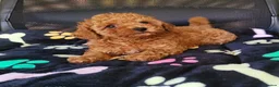 Toy Poodle dogs for sale: Asian Poodle Male for sale - Advert 6
