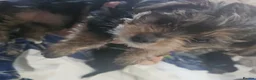 Mixed Breed dogs for sale: 4 gorgeous yorkshire terrier x mini yorkie pups - Advert 28