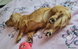 Miniature Dachshund dogs for stud: Beautiful KC Mini Long.H Full Eng. Cream Stud 🤍🐾 - Image 33