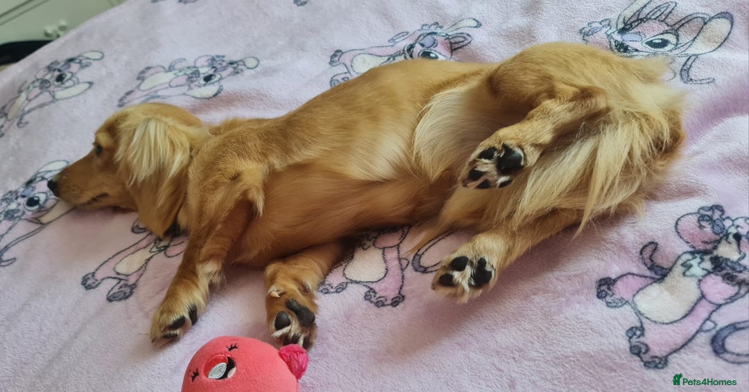 Miniature Dachshund dogs for stud: Beautiful KC Mini Long.H Full Eng. Cream Stud 🤍🐾 - Image 33