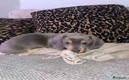 Miniature Dachshund dogs for sale: ❤️5 Mini Dachshunds ready for their new homes❤️ - Image 6