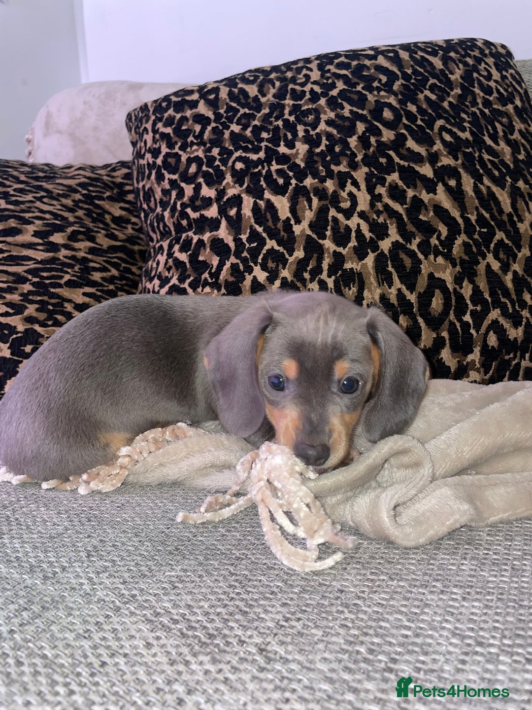 Miniature Dachshund dogs for sale: ❤️5 Mini Dachshunds ready for their new homes❤️ - Image 6