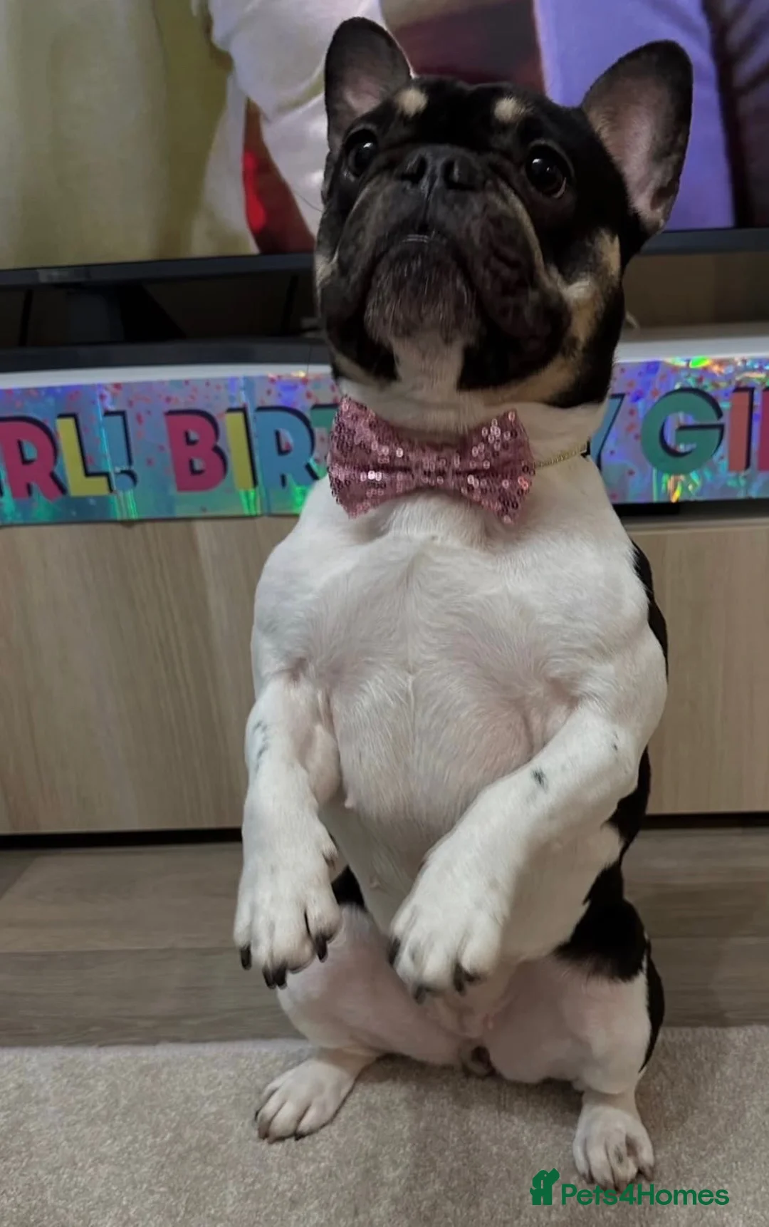 French Bulldog dogs for sale: Reece - Advert 4