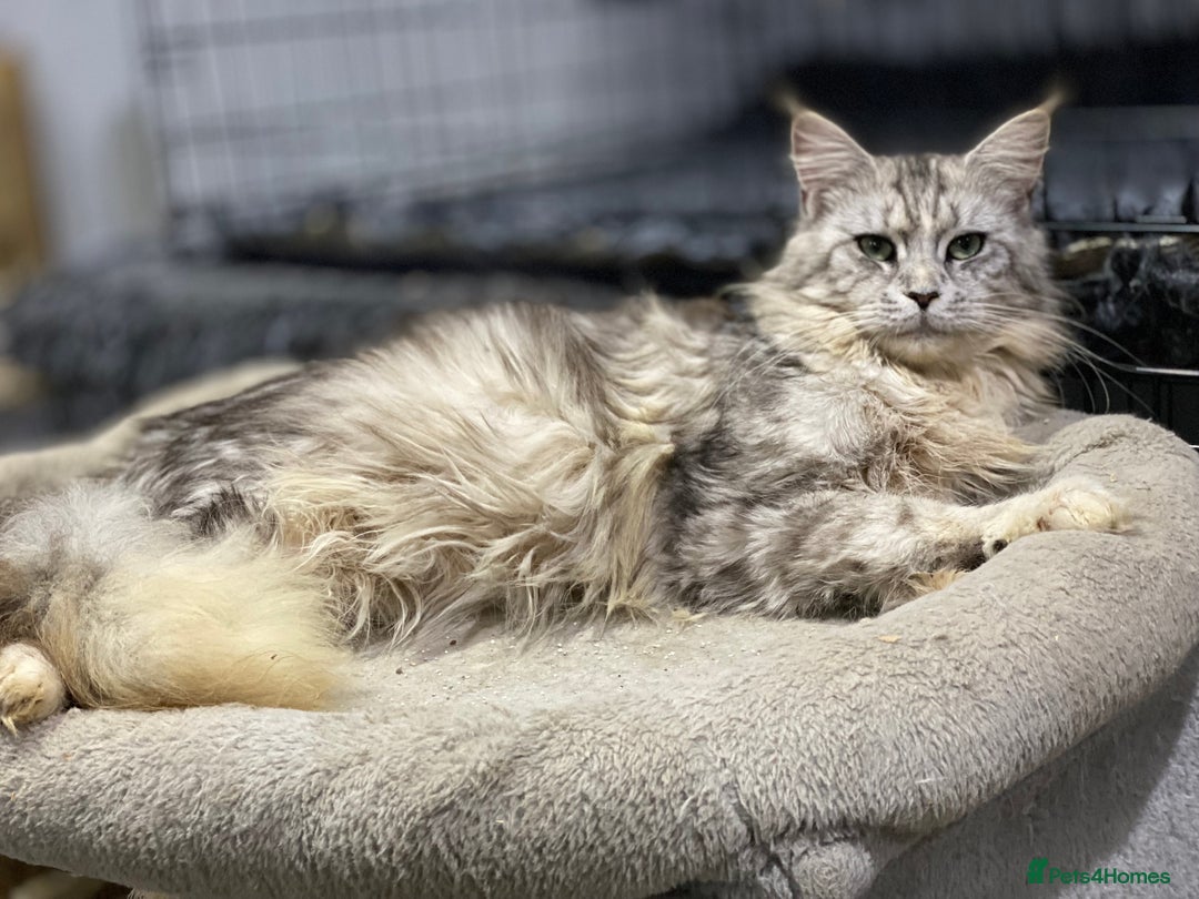 Maine Coon cats for sale: TICA 5 GEN PEDIGREE DNA TESTED  - Image 30