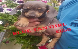 Miniature Poodle dogs for sale: PRA CLEAR MIN DACHSHUNDS  - Image 7