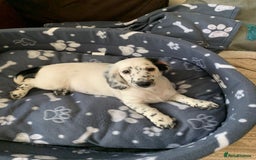 Dachshund dogs for sale: Sale of Stunning Dachshund Puppies starting at  - Image 16
