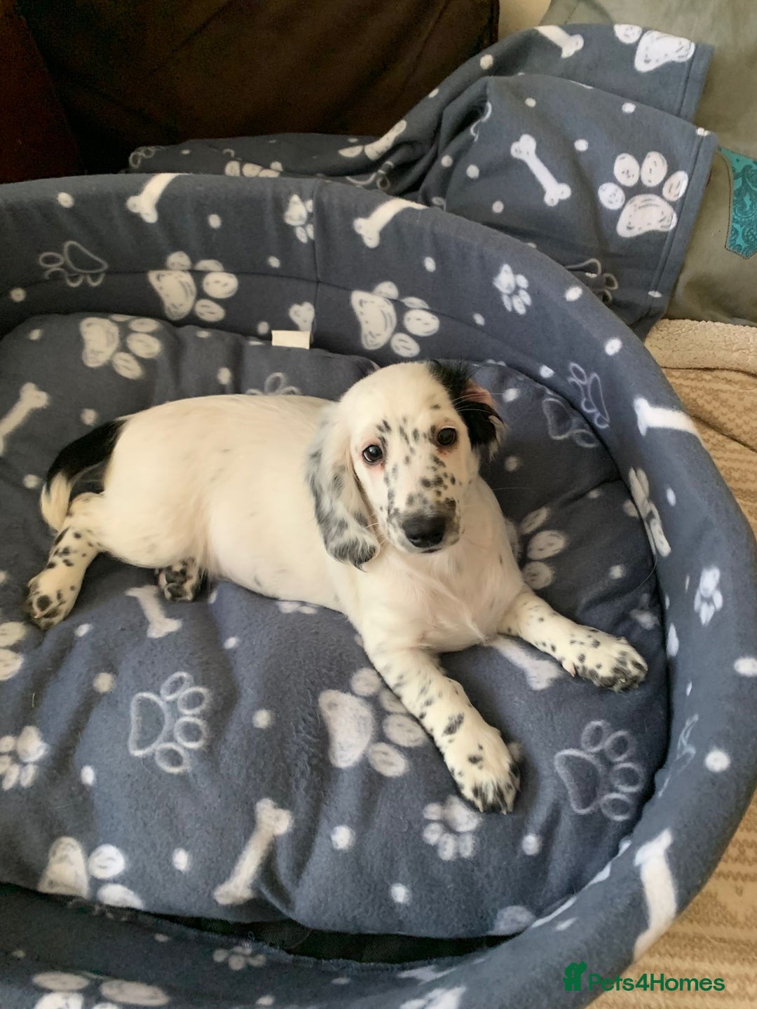 Dachshund dogs for sale: Sale of Stunning Dachshund Puppies starting at  - Image 16