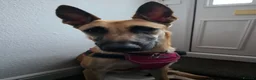 Belgian Shepherd Dog dogs for sale: 9 month old Belgian Malinois  - Advert 6