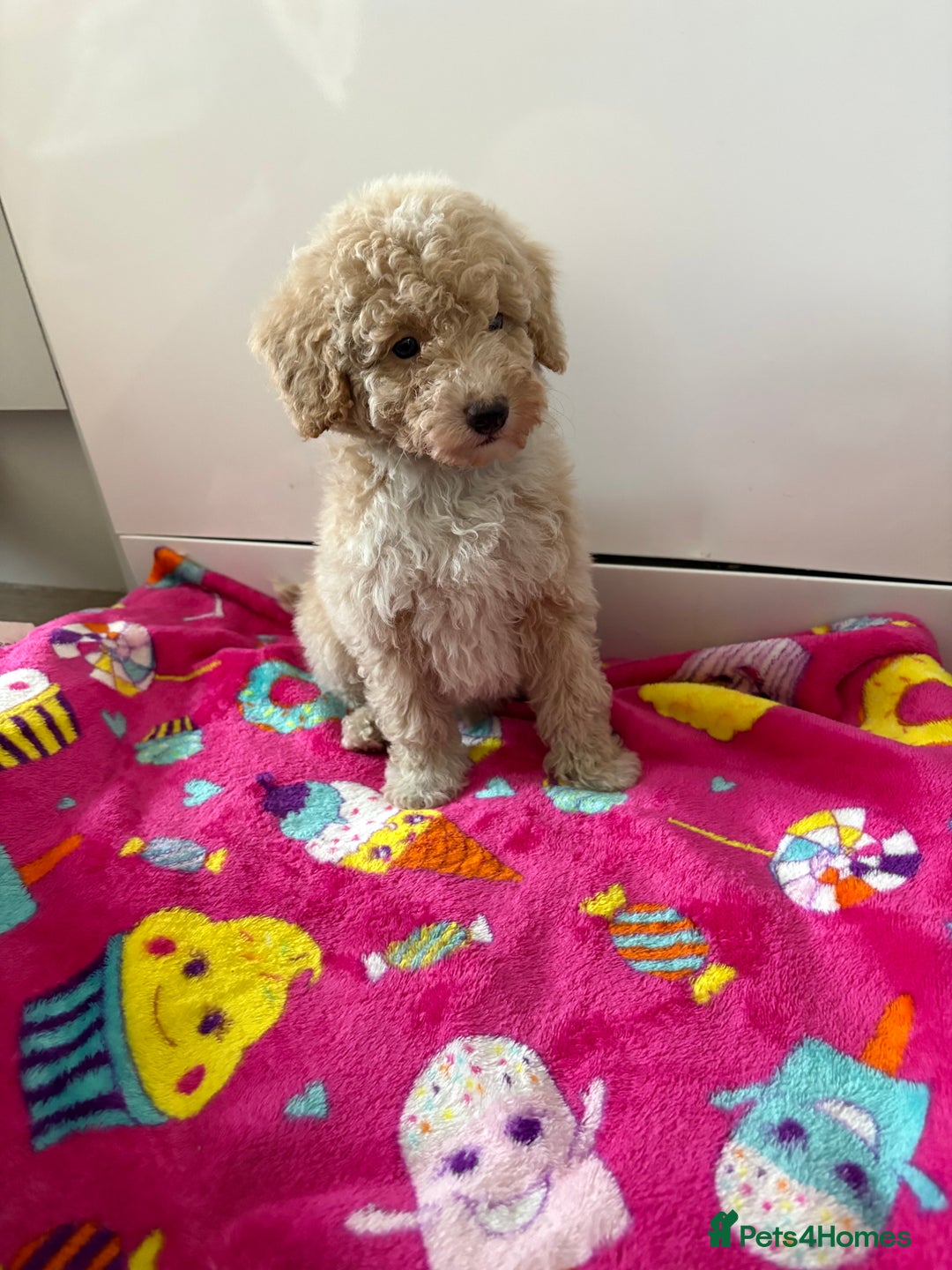Poochon dogs for sale: Poochon puppies  - Advert 4