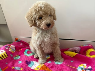 Poochon dogs Poochon puppies - Advert 20