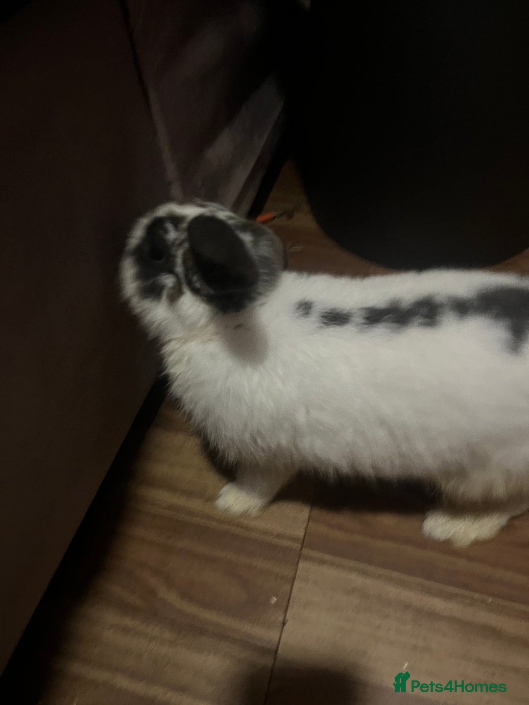 English Spot rabbits for sale: No longer available - Advert 2