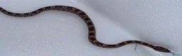 Corn Snake reptiles for sale: Baby Corn Snakes 🐍  - Advert 15