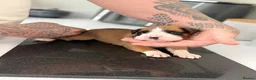 Boxer dogs for sale: 3 boy Boxer puppies for sale - Advert 12