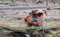 Miniature Dachshund dogs for stud: MINIATURE DACHSHUND -Crufts qual & champion lines in Atherstone - Image 6