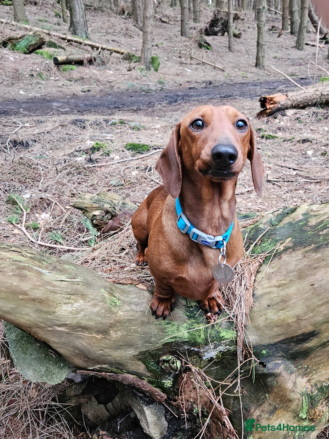 Miniature Dachshund dogs for stud: MINIATURE DACHSHUND -Crufts qual & champion lines in Atherstone - Image 6