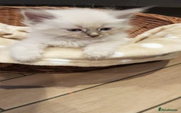 Siberian cats for sale: Hypoallergenic Siberian Neva Masquerade kittens. - Image 27