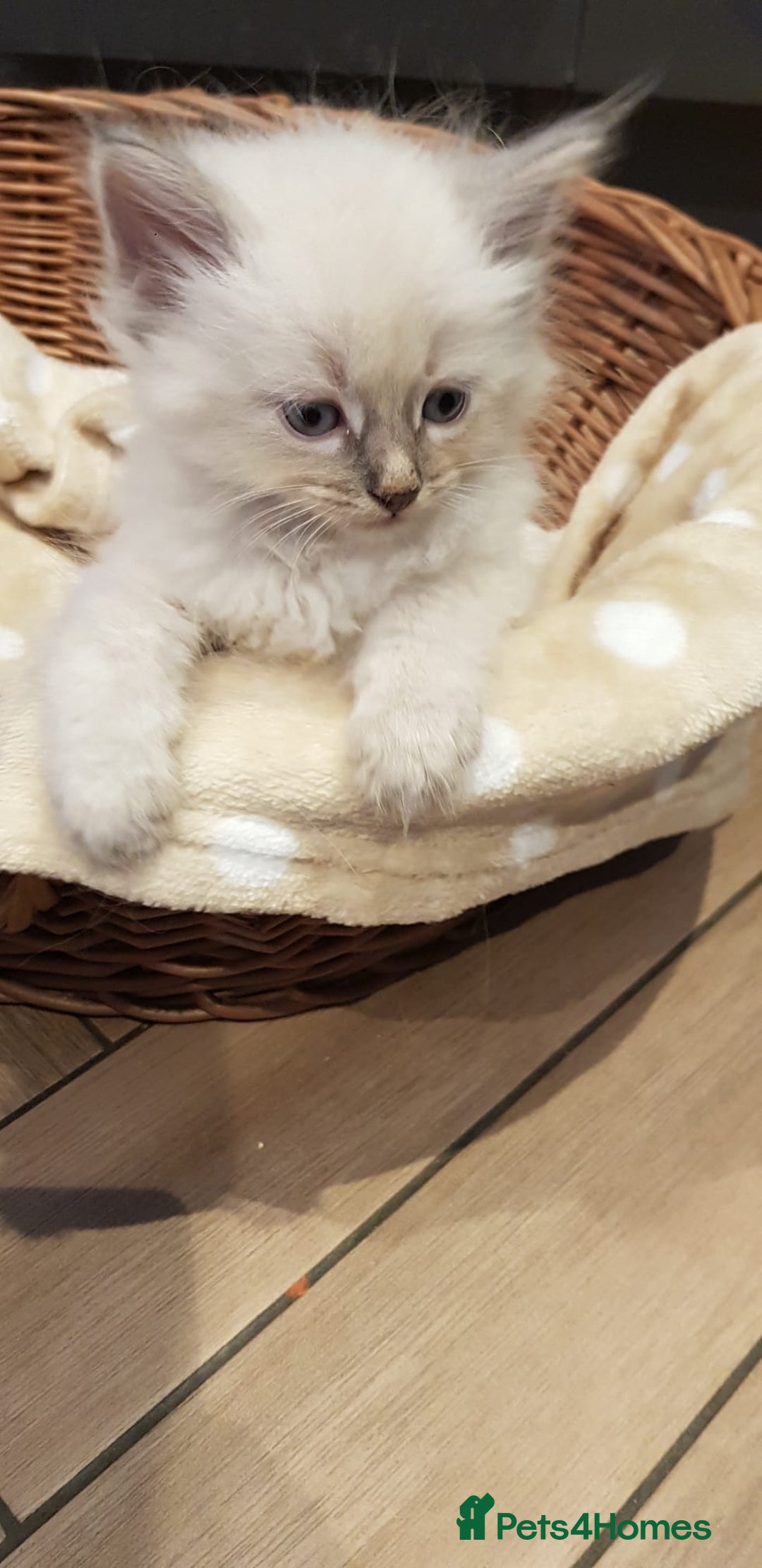 Siberian cats for sale: Hypoallergenic Siberian Neva Masquerade kittens. - Image 27