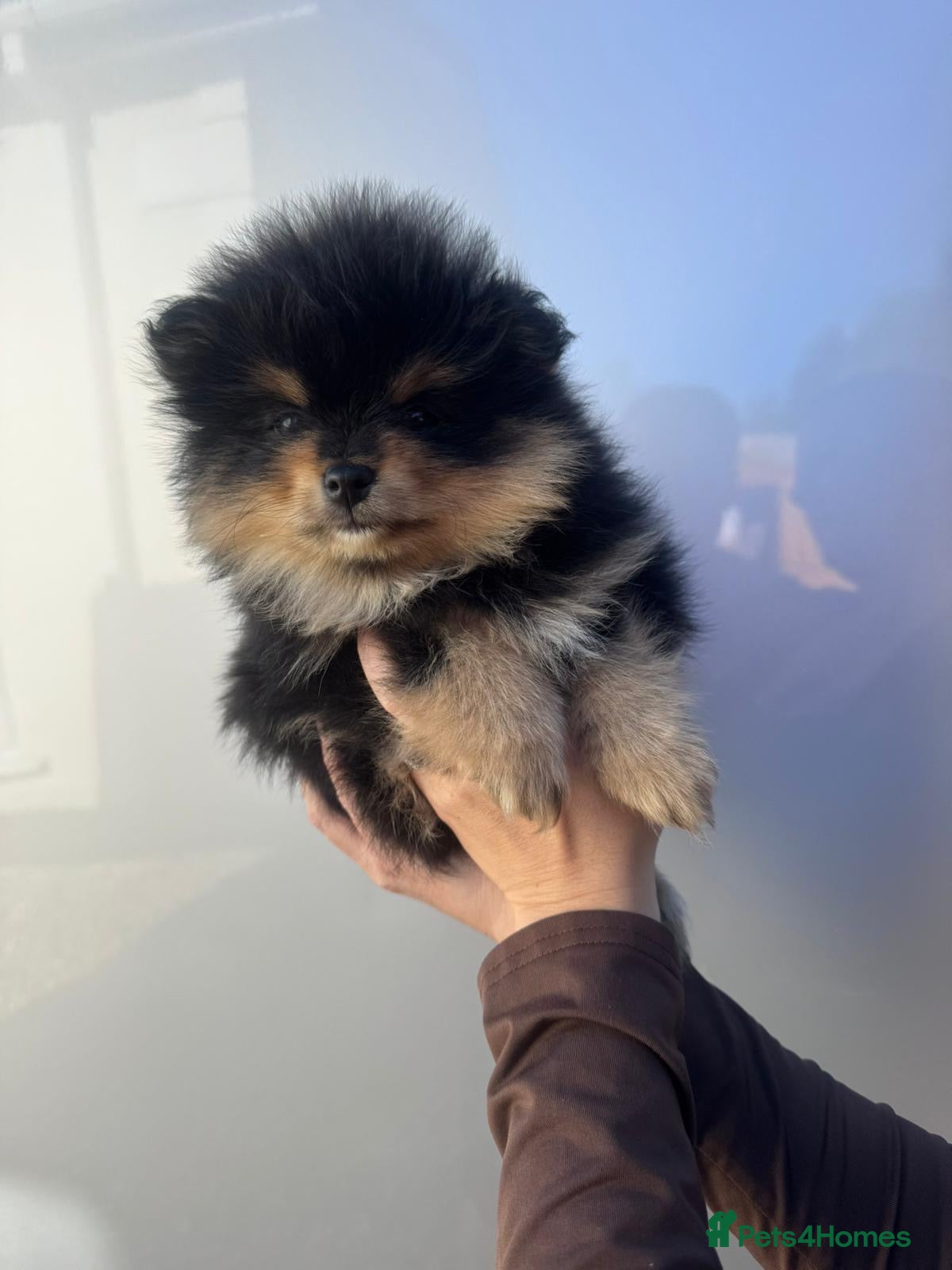 Pomeranian dogs Female Pom puppy - Advert 5