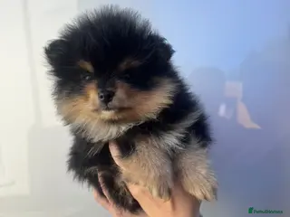 Pomeranian dogs Female Pom puppy - Advert 5