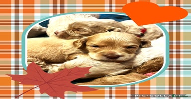 Australian Labradoodle dogs - Advert 1