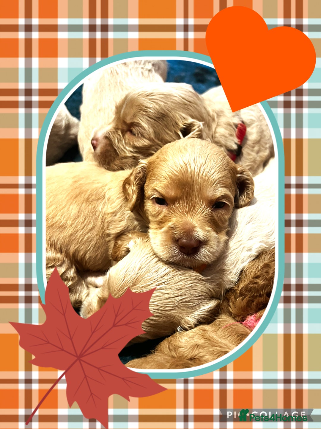 Australian Labradoodle dogs for sale: ♥️ 1 girl left ♥️ tiny tails , big hearts ♥️  - Image 21