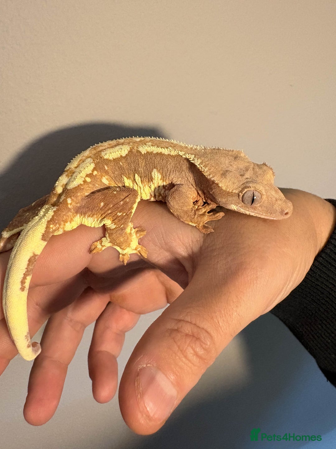 Gecko reptiles for sale: Crested Geckos - Various morphs - Ready to go - Advert 10