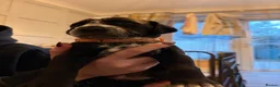 Mixed Breed dogs for sale: BEAUTIFUL DALMATIAN CROSS BOXER PUPPIES  - Advert 9