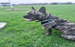 Mixed Breed dogs for sale: Mixed breed dog fr sale  - Image 4