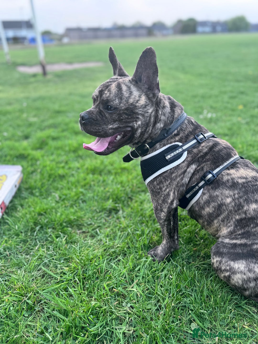 Mixed Breed dogs for sale: Mixed breed dog fr sale  - Image 4