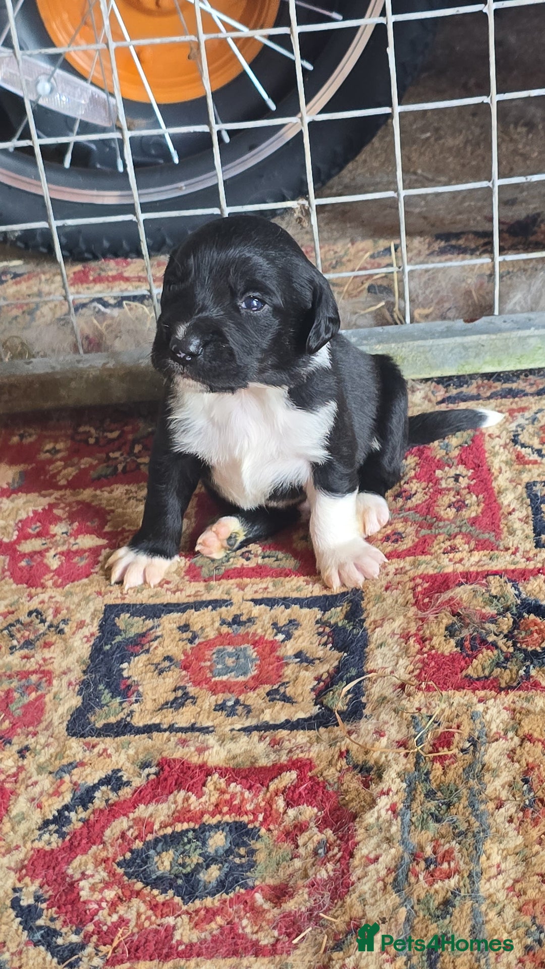 Sprollie dogs for sale: 7 lovely sprollie pups for sale - Image 17