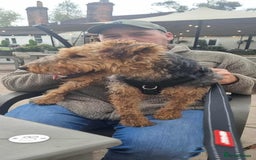 Welsh Terrier dogs for adoption: Sweet Evie looking for LOVE - Image 10