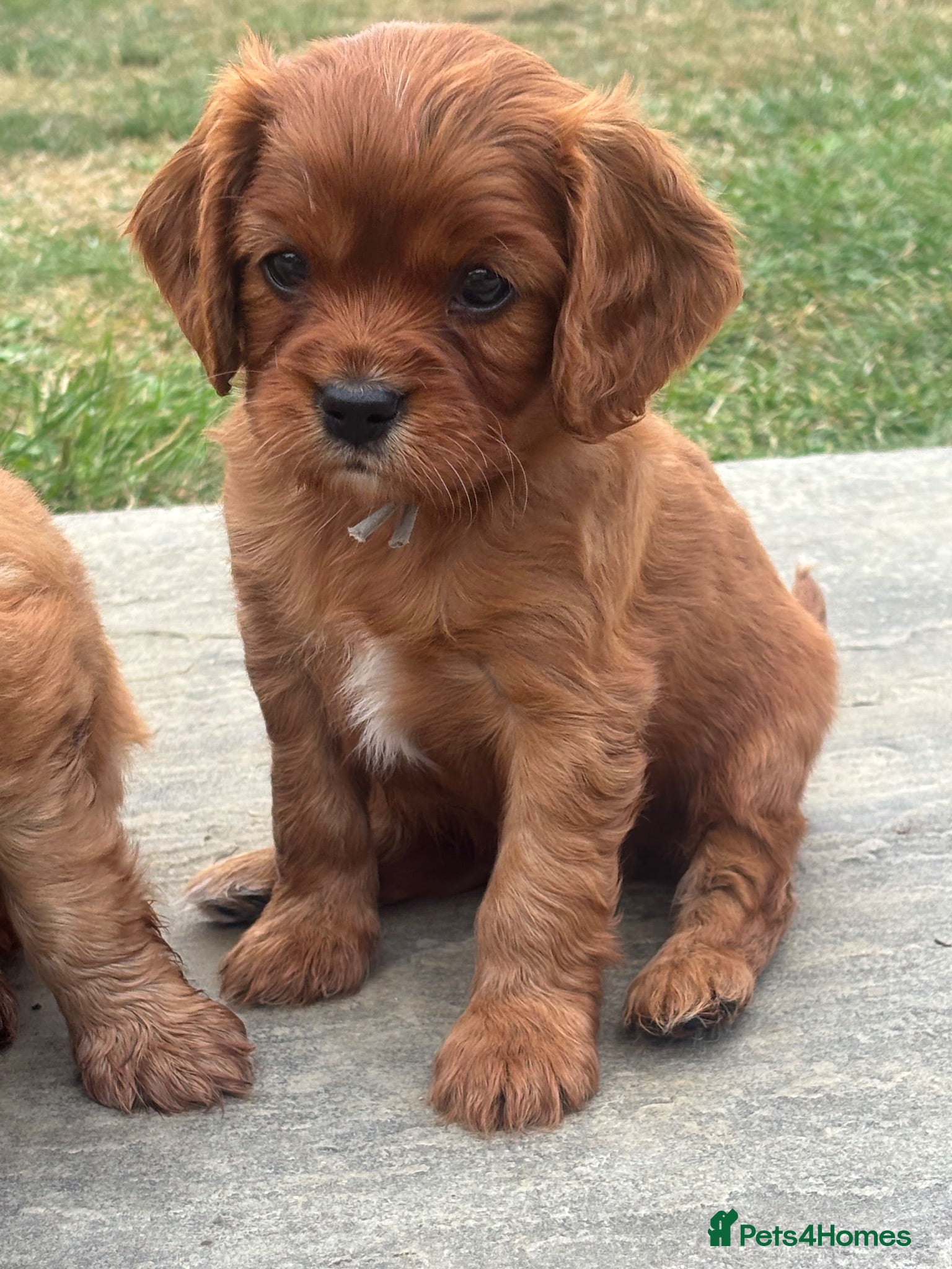 Cavalier King Charles Spaniel dogs KC Reg Ruby Boy available 💛 - Advert 1