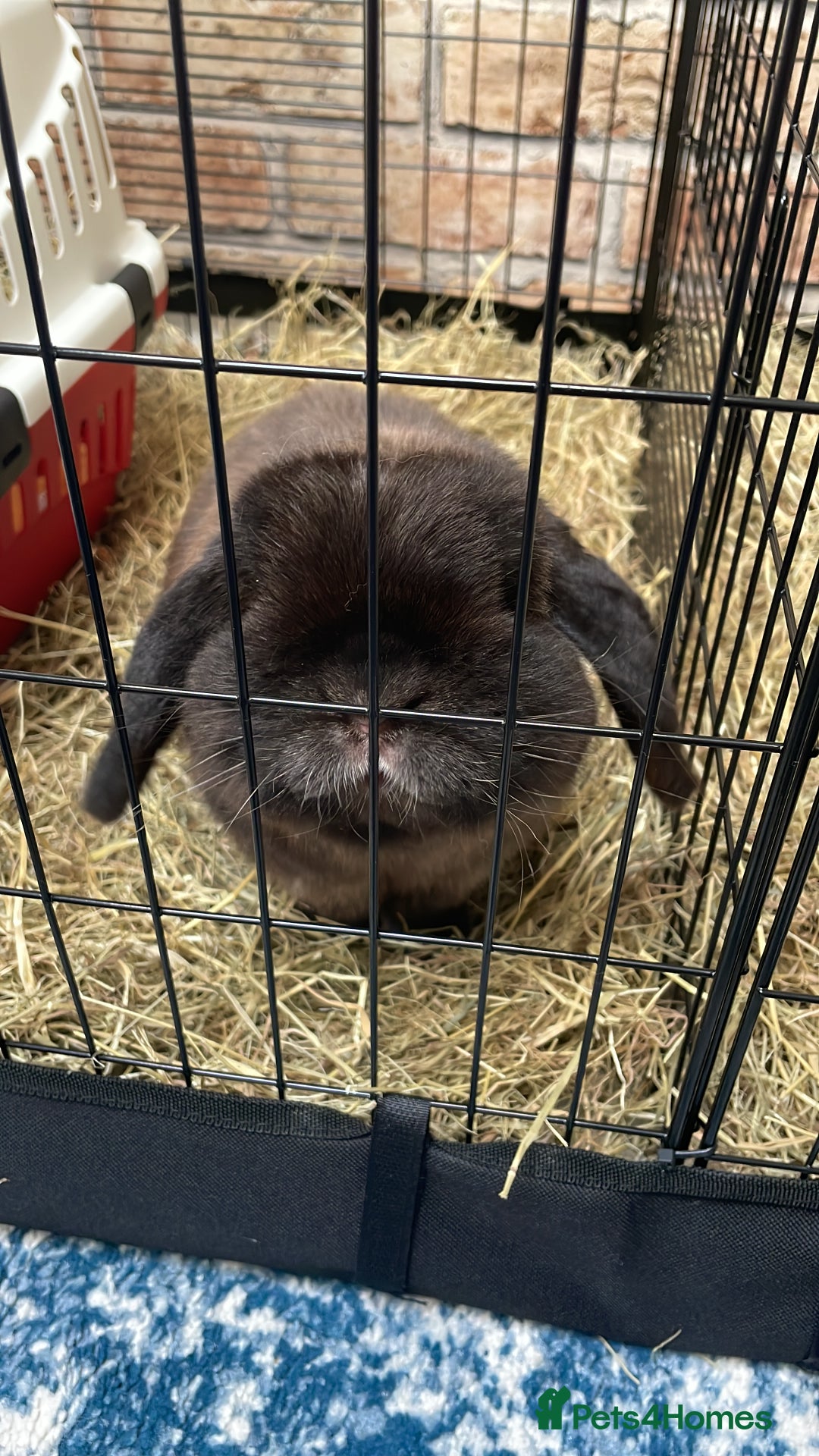 Mini Lop rabbits for sale: PLEASE READ 🐰 male and female (both neutered) in Leicester - Image 11