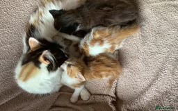 Mixed Breed cats for sale: Fluffy kittens. - Image 1
