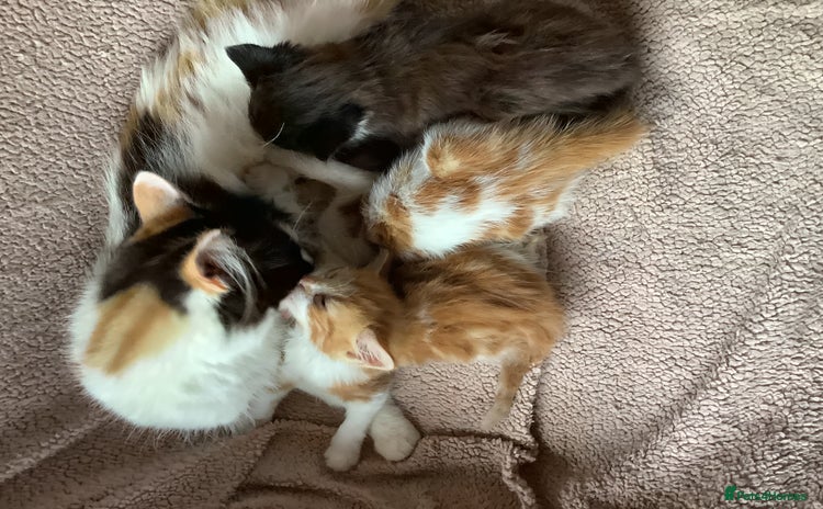 Mixed Breed cats - Advert 1
