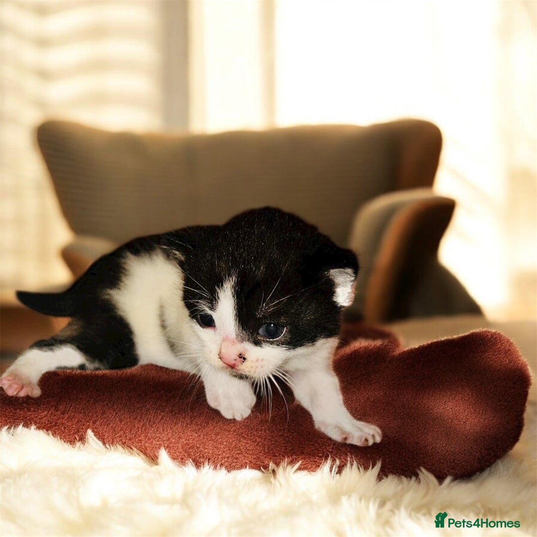 Domestic Shorthair cats for sale: Adorable Kittens! 🐾 - Image 2