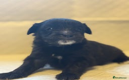 Cockapoo dogs for sale: Cockapoo F2 beautiful puppies  - Image 11