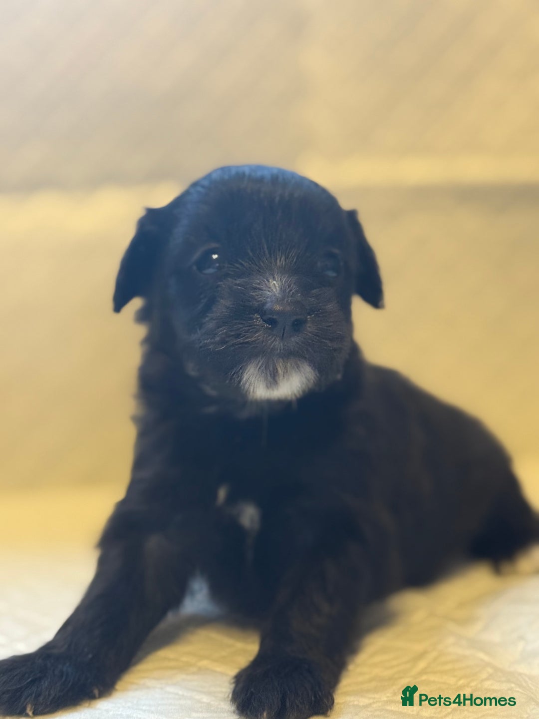 Cockapoo dogs for sale: Cockapoo F2 beautiful puppies  - Image 11