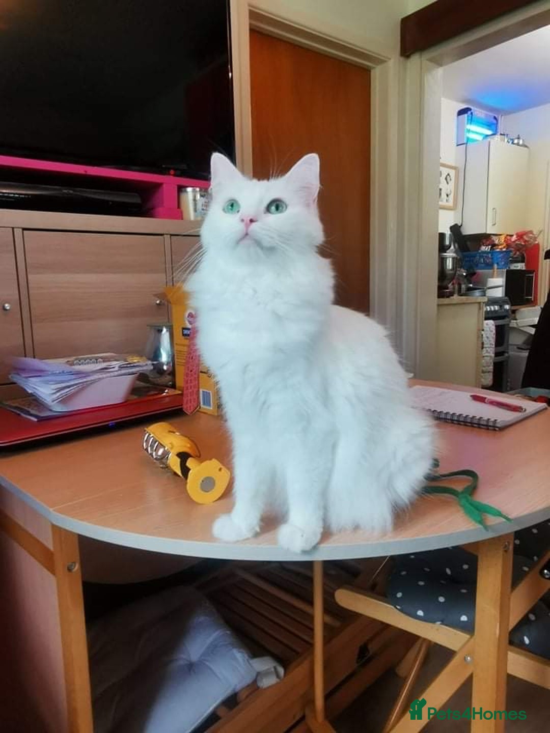 Ragdoll cats for sale: Stunning Ragdoll Kittens girl and boys  - Advert 26