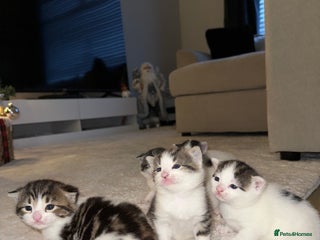 Mixed Breed cats Tabby and white kittens - Advert 12