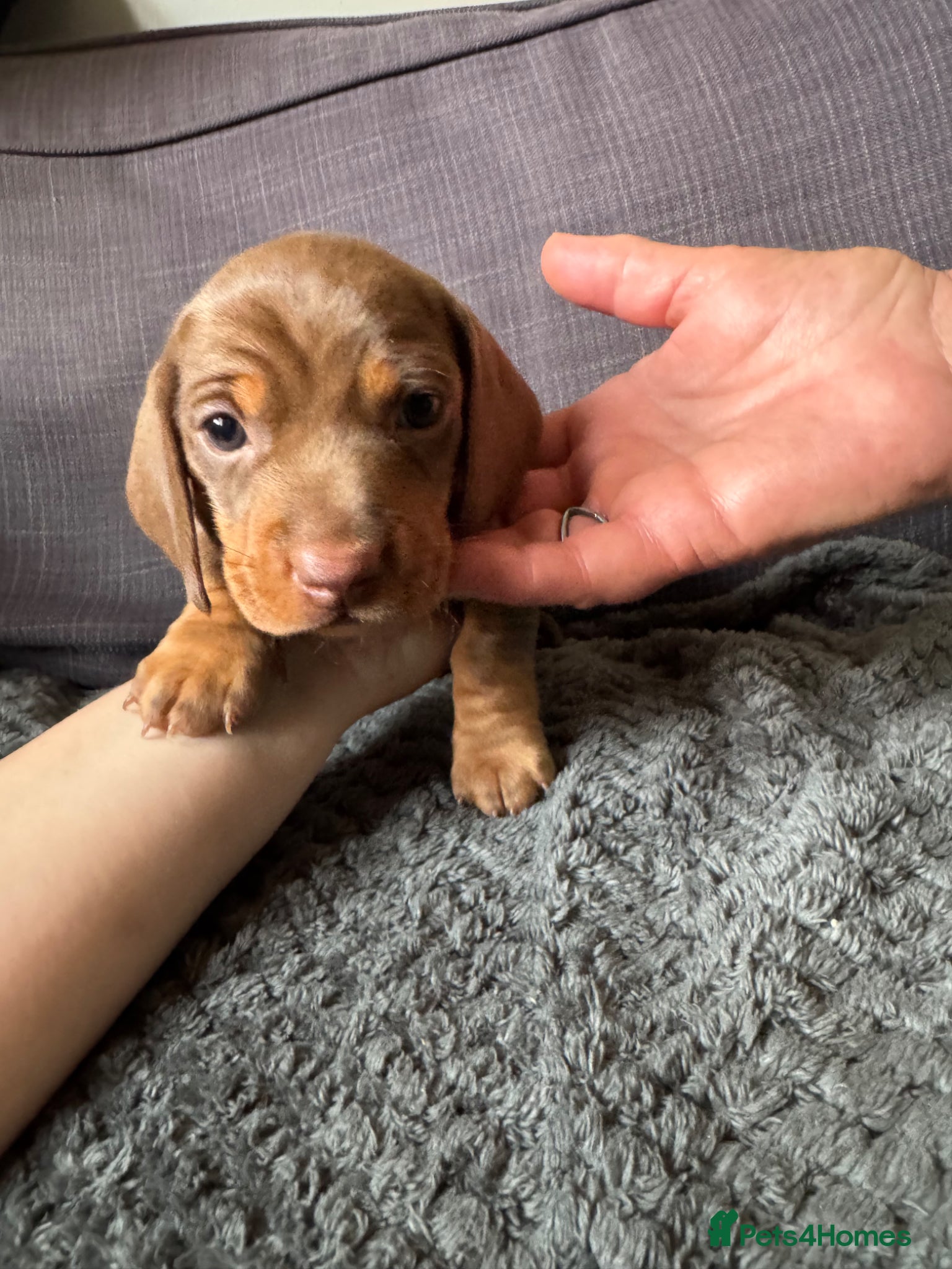 Dachshund dogs Miniature Dashund puppies - Advert 1