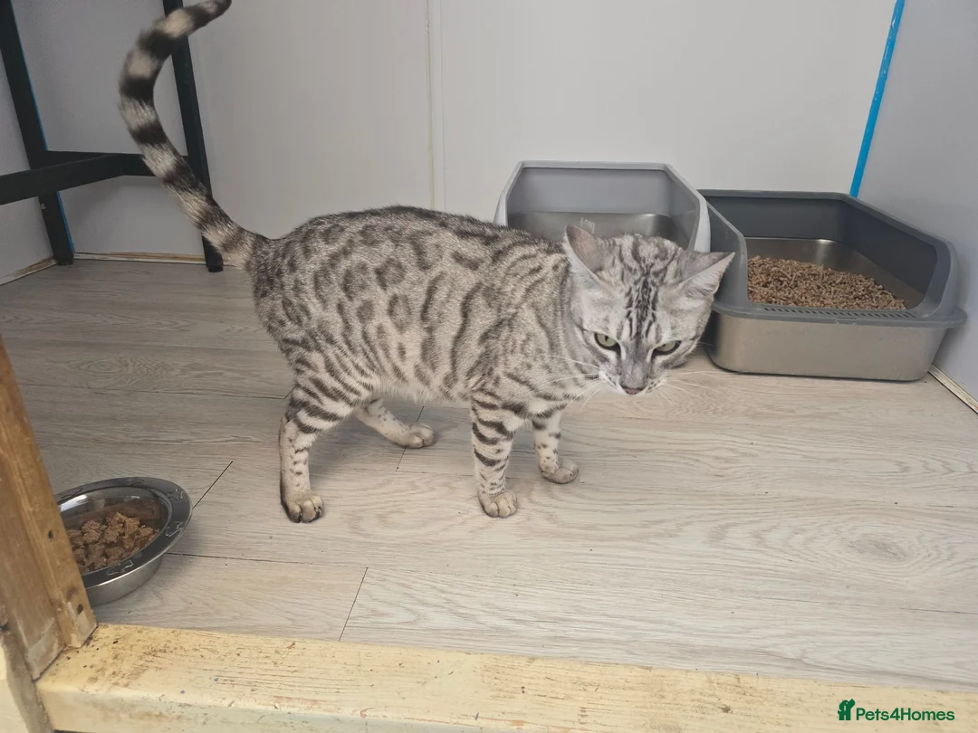 Bengal cats for sale: Retired Queen - Advert 2