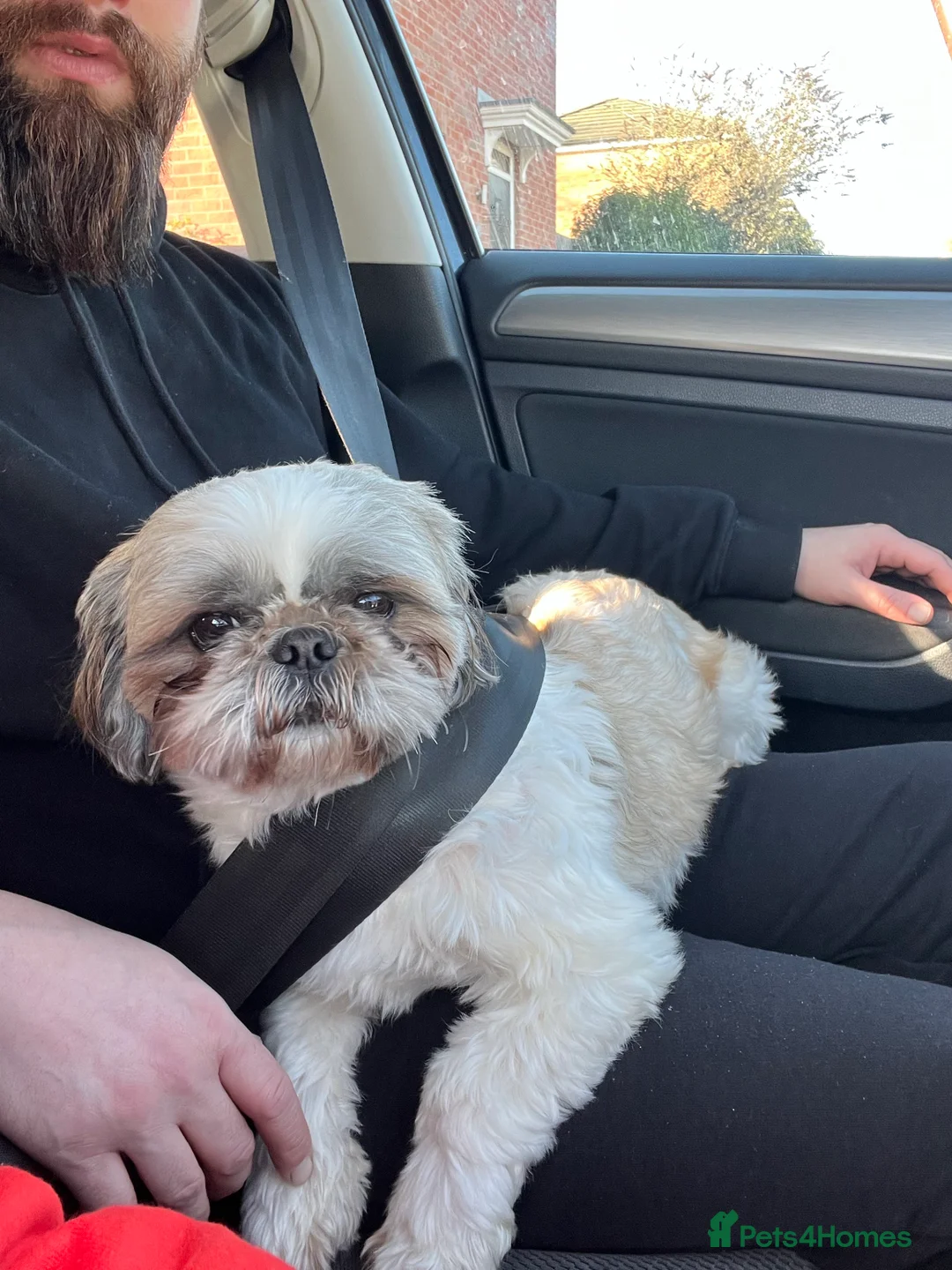 Shih Tzu dogs for stud: STUD shihtzu in Nuneaton - Advert 7
