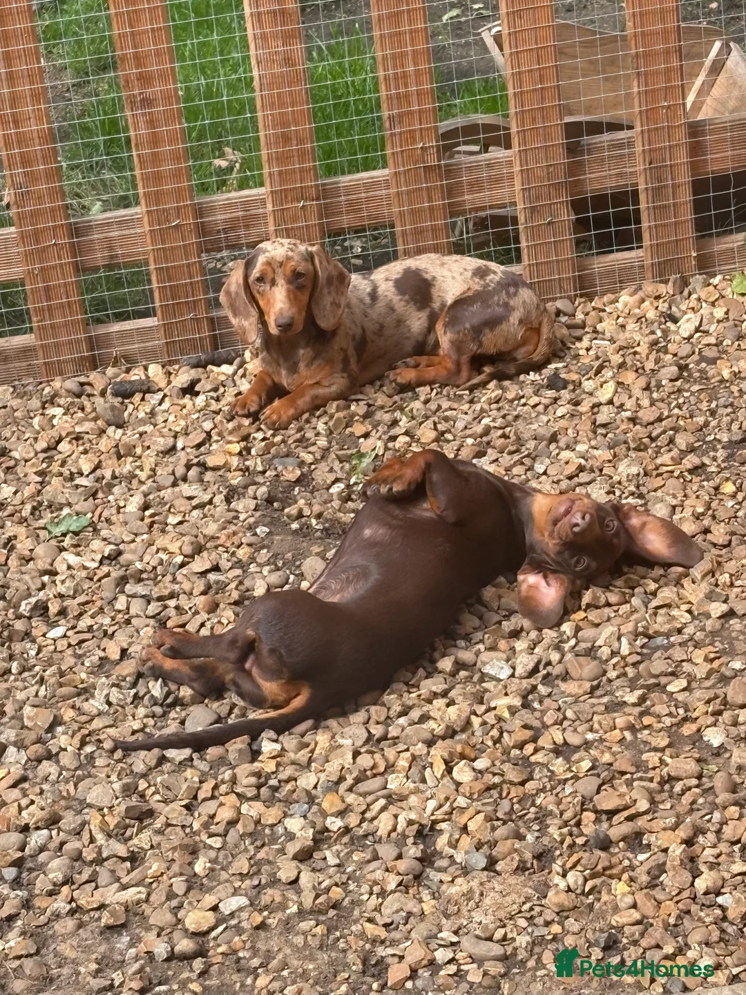 Miniature Dachshund dogs for sale: Little Jim sadly needing a new home in Dereham - Advert 4