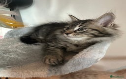 Ragdoll cats for sale: Beautiful Ragdoll Mix Kittens - Image 6