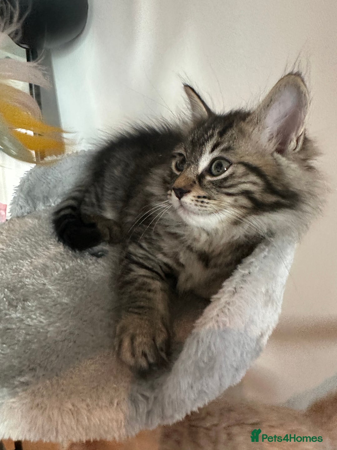 Ragdoll cats for sale: Beautiful Ragdoll Mix Kittens - Image 6