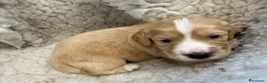 Cocker Spaniel 5