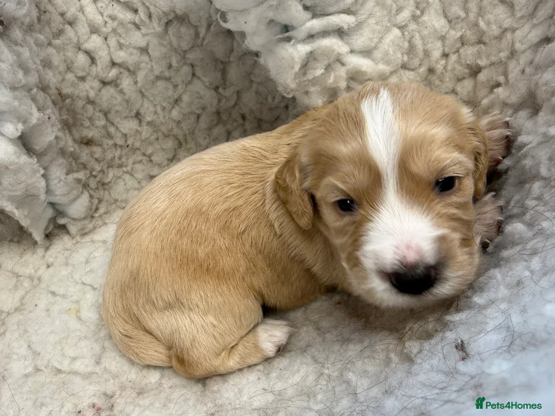 Cocker Spaniel dogs for sale: Cocker spaniel puppies for sale  in Stafford - Advert 2